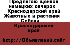 Предлагаю щенков немецких овчарок - Краснодарский край Животные и растения » Собаки   . Краснодарский край